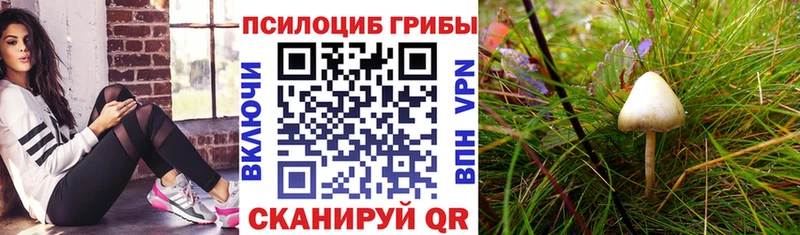 Псилоцибиновые грибы прущие грибы  Купить  Иланский 
